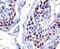 Double homeobox protein 4 antibody, NBP1-49552, Novus Biologicals, Immunohistochemistry paraffin image 