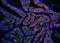ompF antibody, orb13626, Biorbyt, Immunohistochemistry paraffin image 