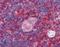 Actin Related Protein 2/3 Complex Subunit 1B antibody, orb18897, Biorbyt, Immunohistochemistry paraffin image 