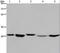 Enoyl-CoA hydratase, mitochondrial antibody, LS-C401621, Lifespan Biosciences, Western Blot image 