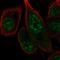 FA Complementation Group M antibody, HPA055144, Atlas Antibodies, Immunofluorescence image 