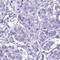 Amylase Alpha 1C (Salivary) antibody, HPA045399, Atlas Antibodies, Immunohistochemistry frozen image 