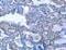 Activin A Receptor Type 2B antibody, MBS2524542, MyBioSource, Immunohistochemistry paraffin image 