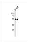 RUNX Family Transcription Factor 1 antibody, PA5-12409, Invitrogen Antibodies, Western Blot image 