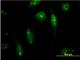 Calpain 15 antibody, H00006650-M05, Novus Biologicals, Immunofluorescence image 