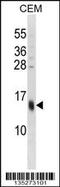 Small Proline Rich Protein 3 antibody, 58-276, ProSci, Western Blot image 