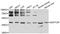 DEP Domain Containing MTOR Interacting Protein antibody, STJ113643, St John