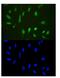 Histone Deacetylase 3 antibody, PA1600-1, Boster Biological Technology, Immunofluorescence image 