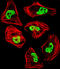 TAR DNA Binding Protein antibody, LS-B10176, Lifespan Biosciences, Immunofluorescence image 