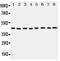 Phosphoglycerate Kinase 1 antibody, PA5-79815, Invitrogen Antibodies, Western Blot image 