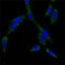 Heat shock 70 kDa protein 1A/1B antibody, abx012233, Abbexa, Enzyme Linked Immunosorbent Assay image 