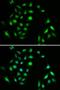 Component Of Inhibitor Of Nuclear Factor Kappa B Kinase Complex antibody, LS-C331869, Lifespan Biosciences, Immunofluorescence image 