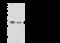 Pyridoxal Phosphate Binding Protein antibody, 108155-T32, Sino Biological, Western Blot image 