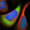 Ribosomal Protein S24 antibody, NBP1-80803, Novus Biologicals, Immunofluorescence image 