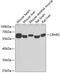 Corticotropin Releasing Hormone Receptor 2 antibody, 23-087, ProSci, Western Blot image 
