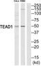 TEA Domain Transcription Factor 1 antibody, PA5-38598, Invitrogen Antibodies, Western Blot image 