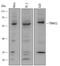 E3 ubiquitin-protein ligase TRIM32 antibody, AF6515, R&D Systems, Western Blot image 