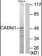 Cell Adhesion Molecule 1 antibody, orb94495, Biorbyt, Immunohistochemistry paraffin image 