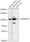 Rho Guanine Nucleotide Exchange Factor 26 antibody, 18-041, ProSci, Western Blot image 