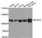 Exocyst Complex Component 2 antibody, MBS9128506, MyBioSource, Western Blot image 