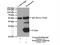 Syntaxin 8 antibody, 12206-1-AP, Proteintech Group, Immunoprecipitation image 