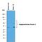 Angiopoietin Like 3 antibody, AF136, R&D Systems, Western Blot image 