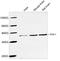Flap Structure-Specific Endonuclease 1 antibody, LS-C203171, Lifespan Biosciences, Western Blot image 