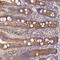 AC022098.1 antibody, HPA042225, Atlas Antibodies, Immunohistochemistry frozen image 
