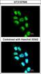 Inositol Hexakisphosphate Kinase 2 antibody, LS-C109409, Lifespan Biosciences, Immunofluorescence image 