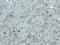 Apelin antibody, orb323297, Biorbyt, Immunohistochemistry paraffin image 