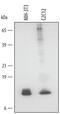 Glutaredoxin antibody, PA5-47451, Invitrogen Antibodies, Western Blot image 