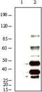 KSHV K8 alpha antibody, MA5-14768, Invitrogen Antibodies, Western Blot image 