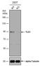 TLE Family Member 1, Transcriptional Corepressor antibody, PA5-78200, Invitrogen Antibodies, Western Blot image 