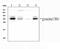 Chymase 1 antibody, PB9055, Boster Biological Technology, Western Blot image 