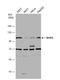 Methionyl-TRNA Synthetase antibody, NBP1-33016, Novus Biologicals, Western Blot image 
