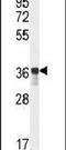 Glycerol-3-phosphate dehydrogenase 1-like protein antibody, PA5-24216, Invitrogen Antibodies, Western Blot image 