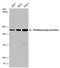 Myosin Heavy Chain 9 antibody, MA5-27764, Invitrogen Antibodies, Western Blot image 