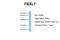 F-Box And Leucine Rich Repeat Protein 7 antibody, NBP1-55053, Novus Biologicals, Western Blot image 