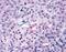 Frizzled-5 antibody, PA1-32554, Invitrogen Antibodies, Immunohistochemistry paraffin image 