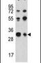 TWIST Neighbor antibody, PA5-25184, Invitrogen Antibodies, Western Blot image 