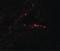 MYD88 Innate Immune Signal Transduction Adaptor antibody, LS-B1379, Lifespan Biosciences, Immunofluorescence image 