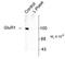 Glutamate Ionotropic Receptor AMPA Type Subunit 1 antibody, NB110-93482, Novus Biologicals, Western Blot image 