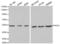 Protein Interacting With PRKCA 1 antibody, LS-C331510, Lifespan Biosciences, Western Blot image 