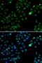 FKBP Prolyl Isomerase 3 antibody, LS-C346136, Lifespan Biosciences, Immunofluorescence image 