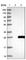 Crystallin Gamma S antibody, HPA035103, Atlas Antibodies, Western Blot image 