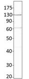 Adenylate Cyclase 6 antibody, GTX47798, GeneTex, Western Blot image 