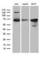 Far upstream element-binding protein 3 antibody, LS-C799154, Lifespan Biosciences, Western Blot image 