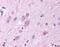 G Protein-Coupled Receptor 37 antibody, NBP1-02361, Novus Biologicals, Immunohistochemistry frozen image 