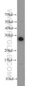 Egl-9 Family Hypoxia Inducible Factor 3 antibody, 18325-1-AP, Proteintech Group, Western Blot image 