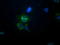 Calcium Binding And Coiled-Coil Domain 2 antibody, TA501990, Origene, Immunofluorescence image 